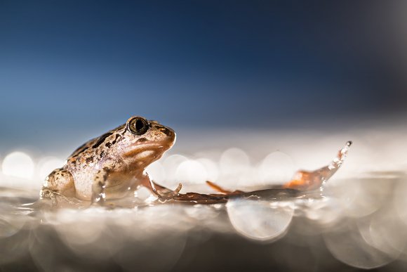 Pelobate fosco - Common spadefoot