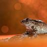 Pelobate fosco -  Common Spadefoot (Pelobates fuscus)