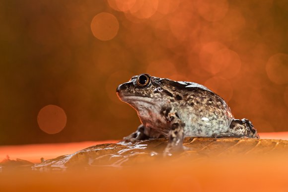 Pelobate fosco -  Common Spadefoot (Pelobates fuscus)