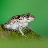 Pelobate fosco - Common spadefoot