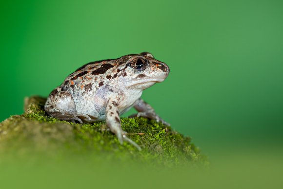 Pelobate fosco - Common spadefoot