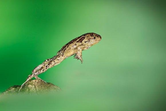 Pelobate fosco - Common spadefoot