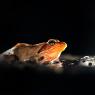 Rana dalmatina - Agile frog