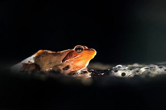Rana dalmatina - Agile frog