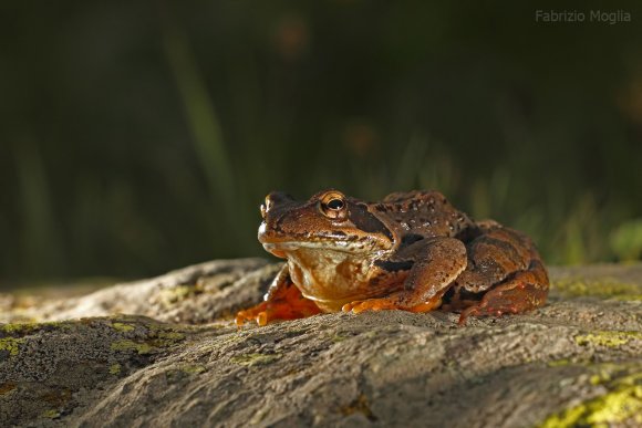 Rana temporaria - Common frog (Rana temporaria)
