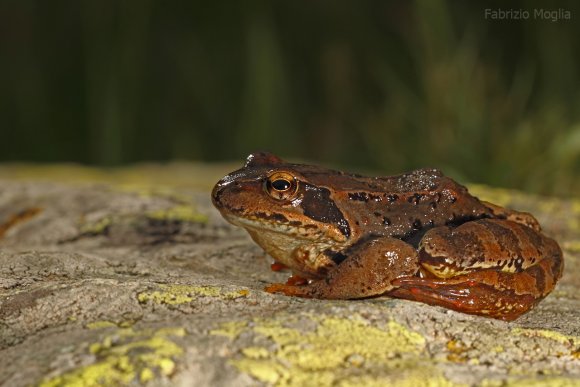 Rana temporaria - Common frog (Rana temporaria)