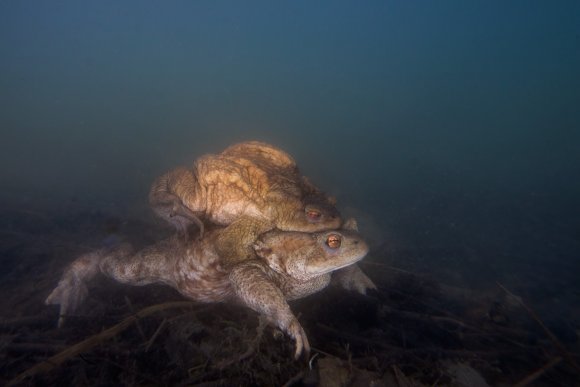 Rospo comune - Common Toad (Bufo bufo)