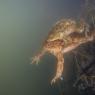 Rospo comune - Common Toad (Bufo bufo)