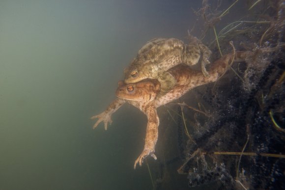 Rospo comune - Common Toad (Bufo bufo)