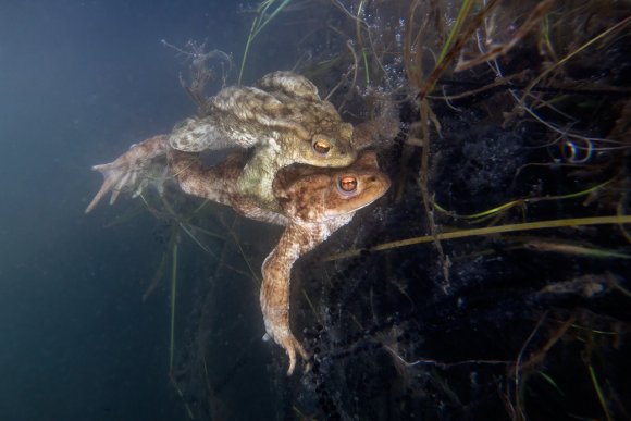 Rospo comune - Common Toad (Bufo bufo)