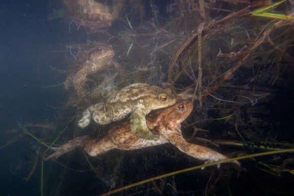 Rospo comune - Common Toad (Bufo bufo)