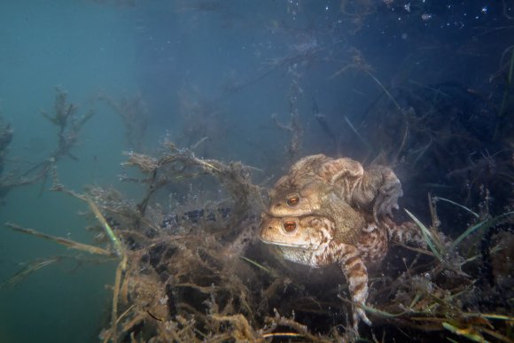 Rospo comune - Common Toad (Bufo bufo)