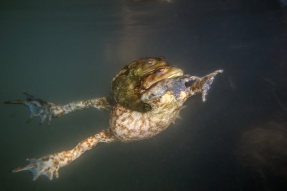 Rospo comune - Common Toad (Bufo bufo)