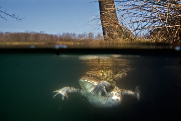 Rospo comune - Common Toad (Bufo bufo)