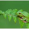 Raganella intermedia -  Italian tree frog (Hyla intermedia)