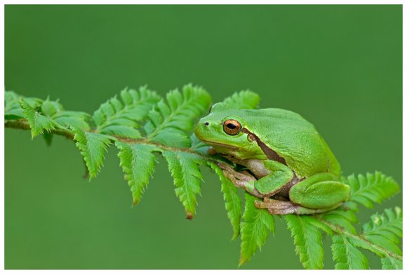 Raganella intermedia -  Italian tree frog (Hyla intermedia)