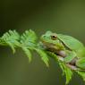 Raganella intermedia -  Italian tree frog (Hyla intermedia)