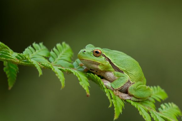 Raganella intermedia -  Italian tree frog (Hyla intermedia)