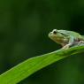 Raganella intermedia -  Italian tree frog (Hyla intermedia)