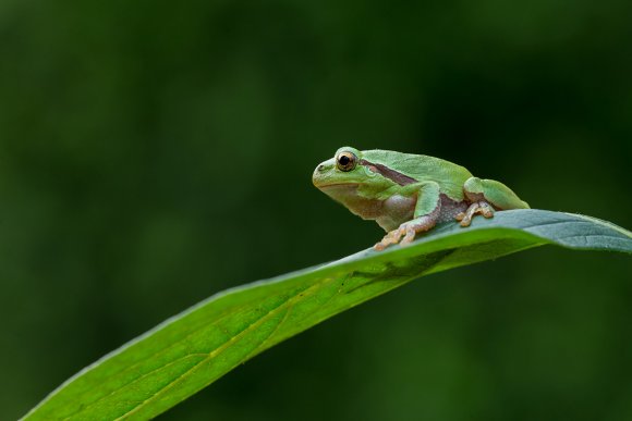 Raganella intermedia -  Italian tree frog (Hyla intermedia)