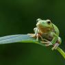 Raganella intermedia -  Italian tree frog (Hyla intermedia)