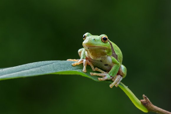 Raganella intermedia -  Italian tree frog (Hyla intermedia)