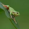 Raganella intermedia -  Italian tree frog (Hyla intermedia)