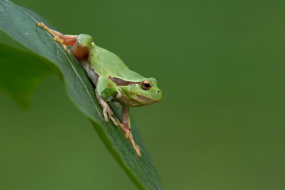 Raganella intermedia -  Italian tree frog (Hyla intermedia)