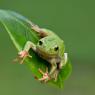 Raganella intermedia -  Italian tree frog (Hyla intermedia)