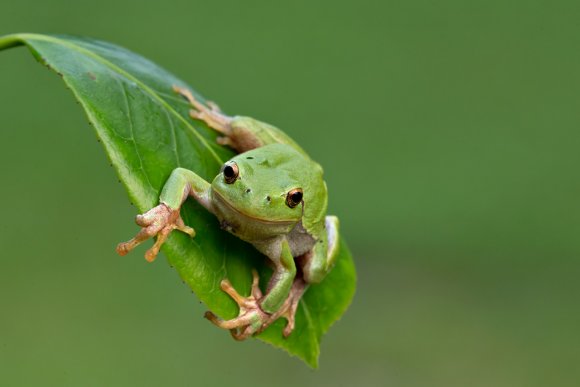 Raganella intermedia -  Italian tree frog (Hyla intermedia)