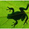 Raganella intermedia -  Italian tree frog (Hyla intermedia)