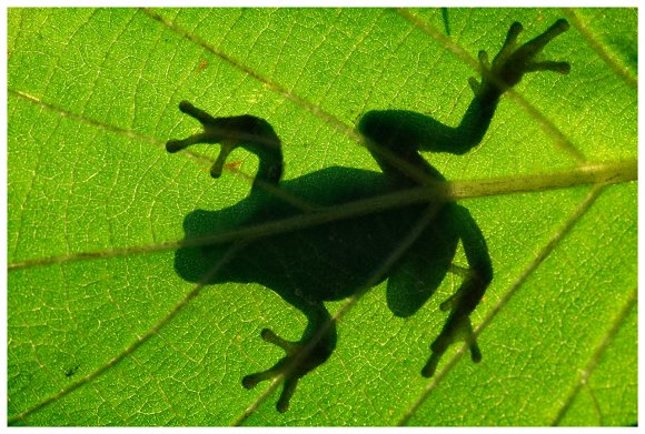 Raganella intermedia -  Italian tree frog (Hyla intermedia)