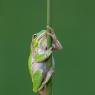 Raganella intermedia -  Italian tree frog (Hyla intermedia)