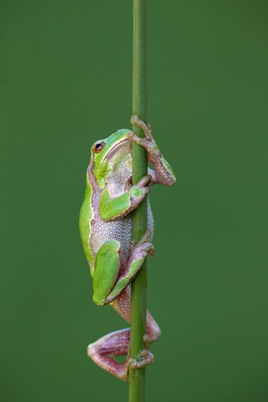 Raganella intermedia -  Italian tree frog (Hyla intermedia)