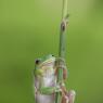 Raganella intermedia -  Italian tree frog (Hyla intermedia)