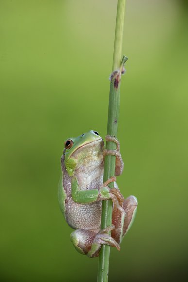 Raganella intermedia -  Italian tree frog (Hyla intermedia)