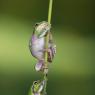 Raganella intermedia -  Italian tree frog (Hyla intermedia)