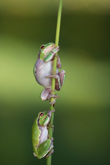 Raganella intermedia -  Italian tree frog (Hyla intermedia)