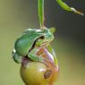 Raganella intermedia -  Italian tree frog (Hyla intermedia)