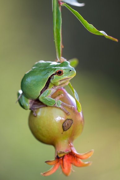 Raganella intermedia -  Italian tree frog (Hyla intermedia)