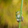 Raganella intermedia -  Italian tree frog (Hyla intermedia)