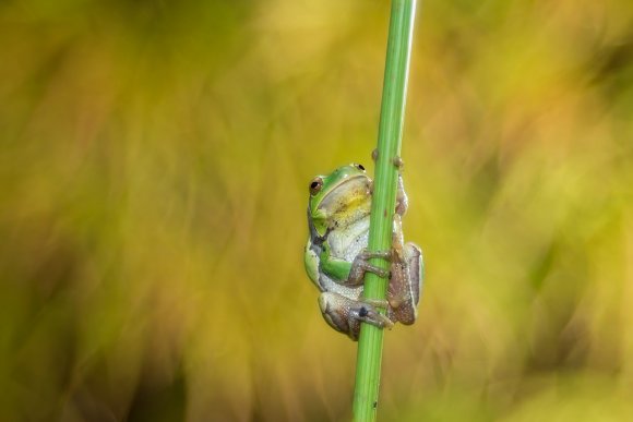 Raganella intermedia -  Italian tree frog (Hyla intermedia)