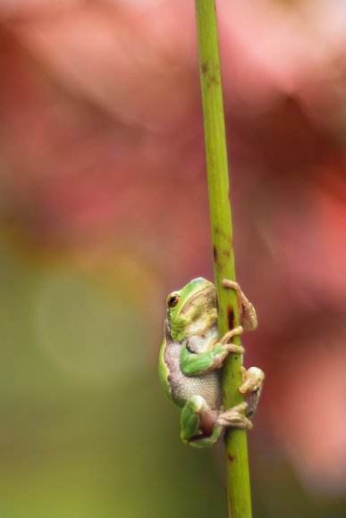 Raganella intermedia -  Italian tree frog (Hyla intermedia)