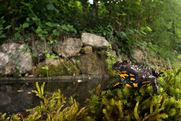 Ululone dal ventre giallo - Yellow bellied Toad (Bombina variegata)