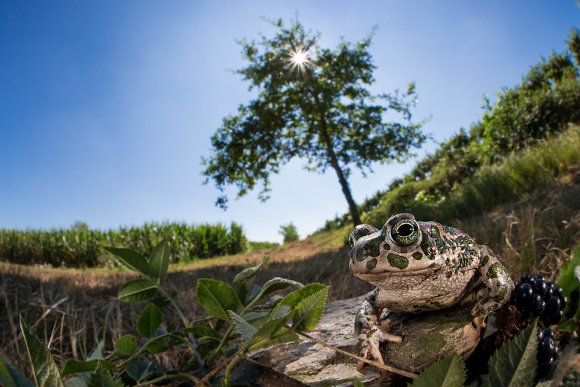 Rospo smeraldino - European green toad (Bufo viridis)