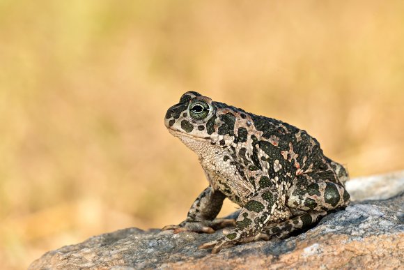 Rospo smeraldino - European green toad (Bufo viridis)