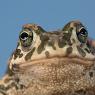 Rospo smeraldino - European green toad (Bufo viridis)