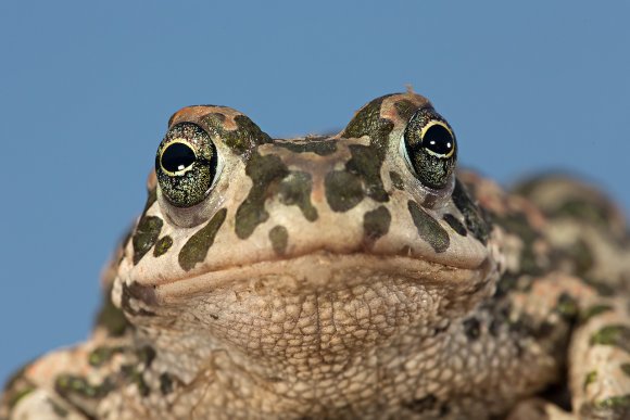 Rospo smeraldino - European green toad (Bufo viridis)