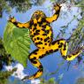 Ululone dal ventre giallo - Yellow bellied Toad (Bombina variegata)