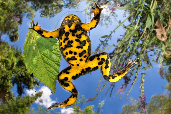 Ululone dal ventre giallo - Yellow bellied Toad (Bombina variegata)